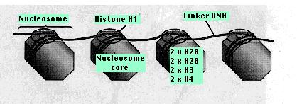 Morphological Chromosomes Chromosome packing One DNA molecule per chromosome 1.Nucleosome (10 nm): DNA + Histone core proteins (two of each H2A, H2B, H3, and H4) 2.