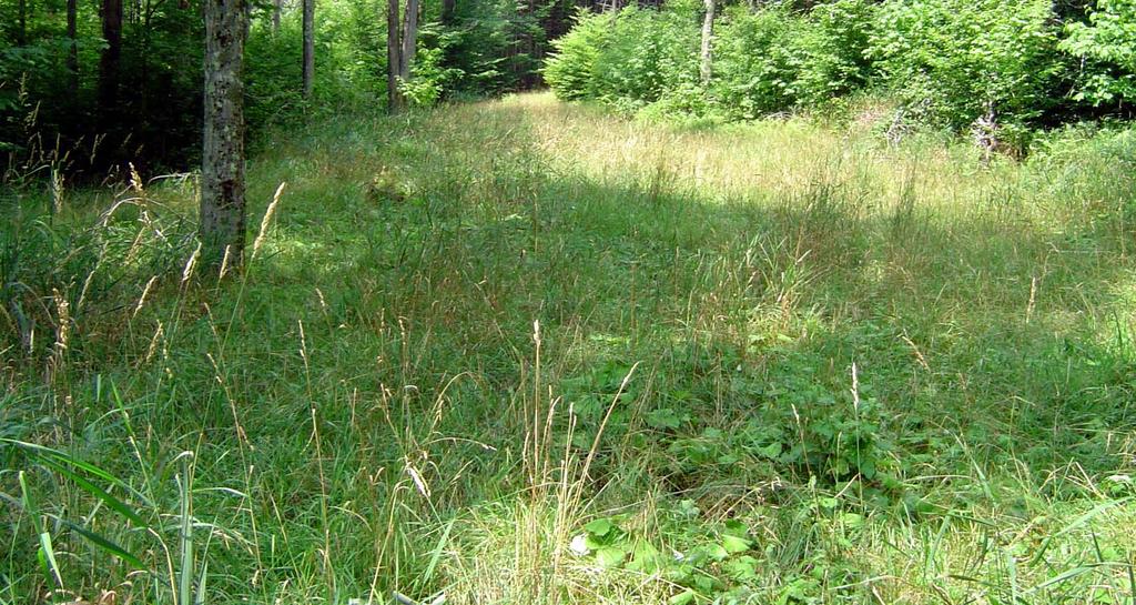 Figure 3. Log landings planted with grasses and herbs provide excellent brood habitat and foraging areas for ruffed grouse, wild turkey, and other nongame species.