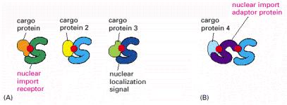 How proteins with NLS are transported to nucleus and proteins with NES are exported out?