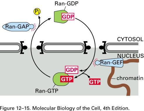 Transport of Molecules Between Nucleus and Cytosol Ran GTPase= molecular switch Drives directional transport