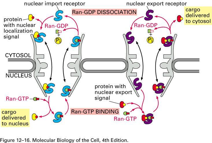 proteins GAP converts RNA-GTP to Ran-GDP via GTP hydrolysis GEF promotes exchange of GDP for GTP converting