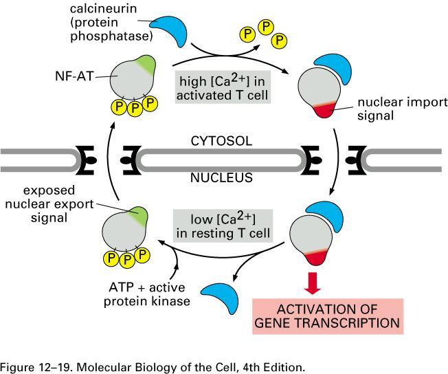 The complex of NF-AT bound to calcineurin is then imported into the nucleus, where NF-AT activates the transcription of numerous cytokine and cell-surface protein genes that are required for a proper