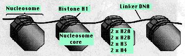 Nucleosomes The orderly packaging of eukaryotic DNA depends on HISTONES Two copies of each of four kinds of histones H2A H2B H3 and H4 form a core of protein, the nucleosome core.