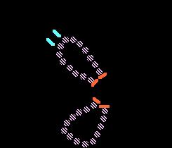 Euchromatin Is found in parts of the chromosome that contain many genes; Is loosely-packed in loops of 30-nm fibers.