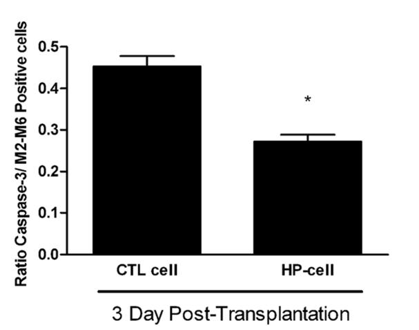 Control Cell HP Cell Caspase-3 positive