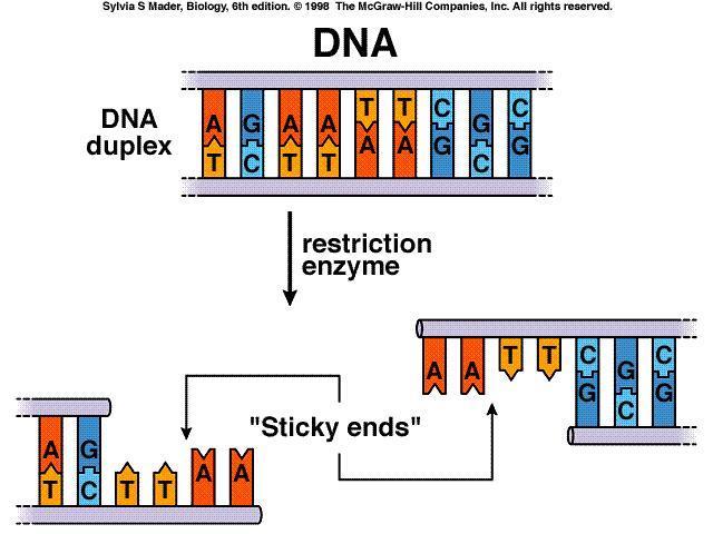 Genetic Engineering Restriction Enzymes Genetic engineering: the manipulation of an organism s genetic material to modify the proteins it produces. Techniques involved: 1.