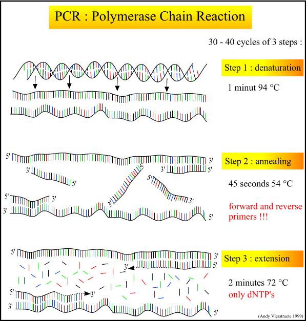 Genetic Engineering DNA amplification (PCR) (2) Polymerase Chain Reaction (PCR): an automated method of reproducing DNA by using enzymes such as DNA polymerase and primers Steps: DNA section is