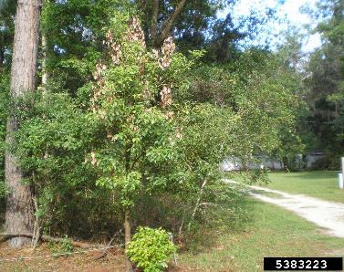 Camphortree (Cinnamomum camphora)