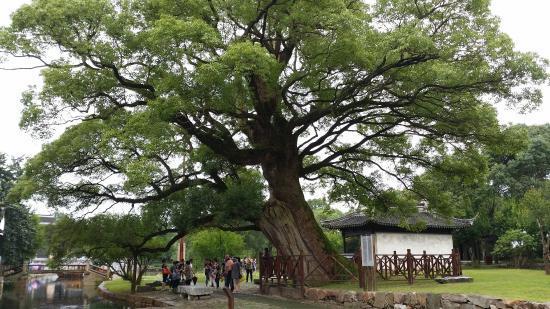 Camphor tree Introduced Asian tree