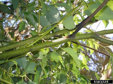 Camphortree (Cinnamomum camphora) More resistant to laurel wilt Co-evolved host?