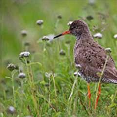 Upland grassland for breeding waders Objective: To provide suitable feeding, nesting and chick rearing habitat for breeding waders (lapwing, curlew, snipe and redshank) A single self assessment in
