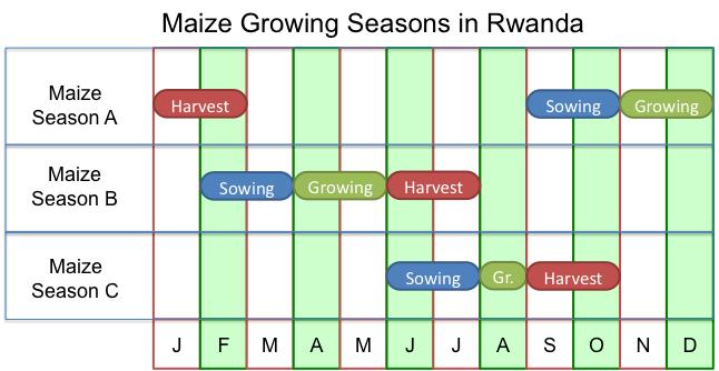 According to Minagri, Rwanda has about 150,000 hectares of land under maize cultivation. Depending on the regions, farmers will produce 1 or 2 maize crops per year.