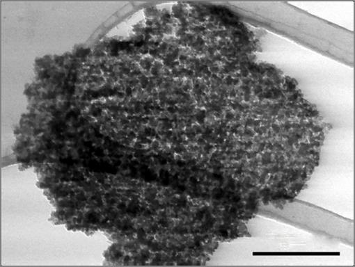 Supplementary Figure 18 STEM image of 2D holey ZMO nanosheets after 100 cycles. The 2D holey nanostructures were reserved.