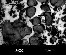Almost no phosphorus is observed in wustite solid solution. No evidence of tricalciumsilicate (C 3 S) is seen in the sample (Figure 1).
