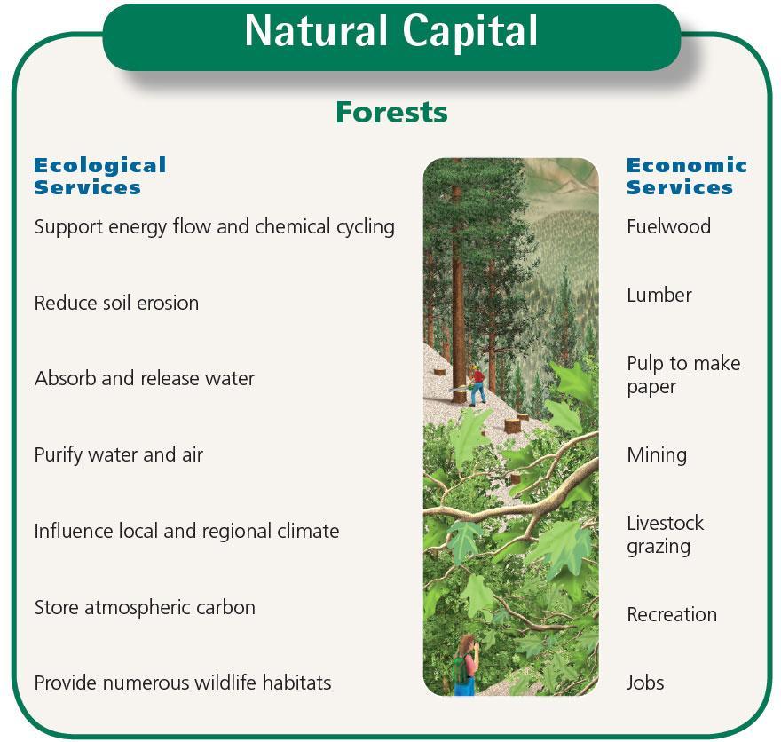 Forests provide many important