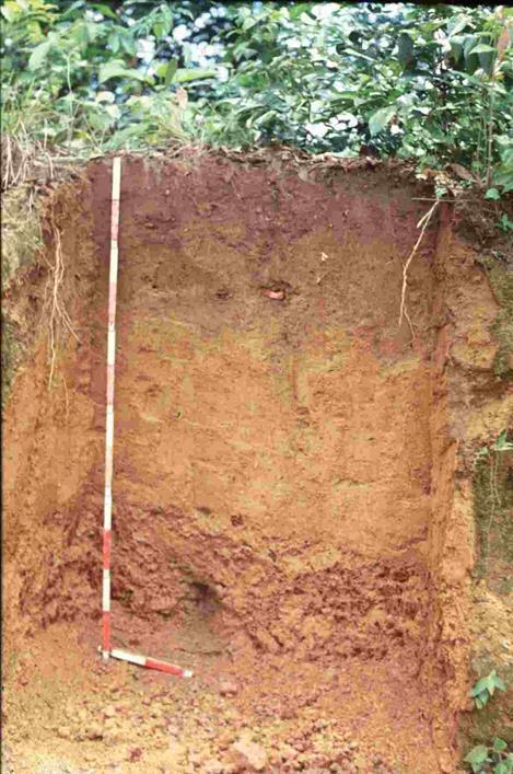 Soil profile The main type of soil in tropical rainforests are