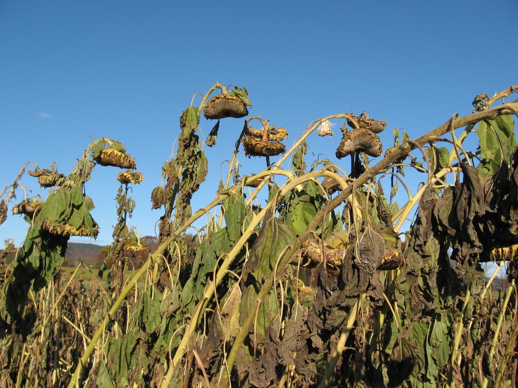 Photo: Mammoth sunflowers at harvest (10/26/06) at the Cornell E.V. Baker Farm (photo by Michael H.