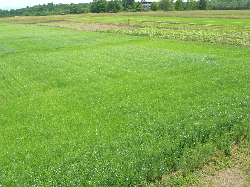 2007 Flax Variety Heights 80 70 Height (cm) 60 50 No Fertilizer 40 500 lbs/acre 5-3-4 30 20 10 0 Carter Nekoma Omega Pembina Rahab94 York Figure 2.