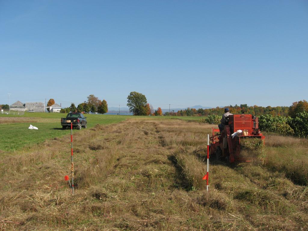 Photo: Organic Flax Trial Harvest at the Cornell E.V.