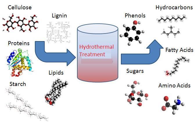 Hydrothermal Pretreatment of