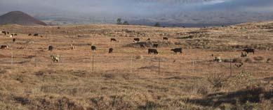 Grazing Management Good management of grazing will improve soil and water conservation and produce healthier
