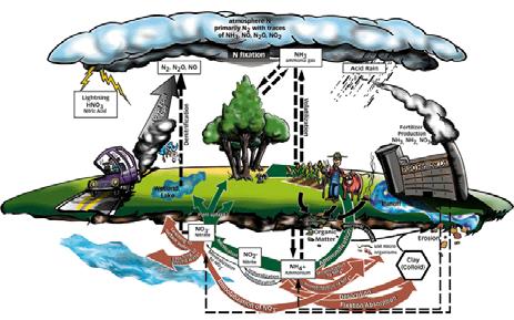 Agriculture Nitrogen Cycle Agriculture Nitrogen Cycle Agricultural Nitrogen Sources Soil: biological, chemical and physical processes; nutrient reservoir Fertilizer: concentrated inorganic or organic