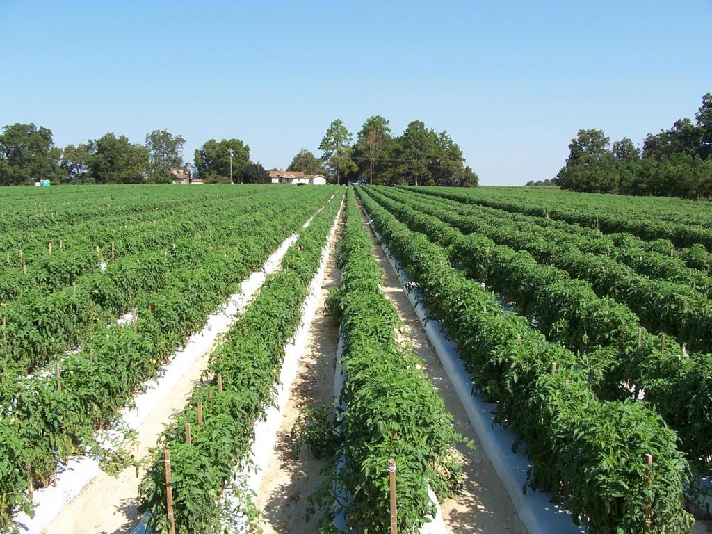 2014 Weed Control Tactics Alabama Vegetable