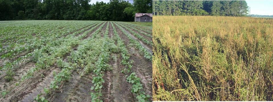 Palmer amaranth seed production allows