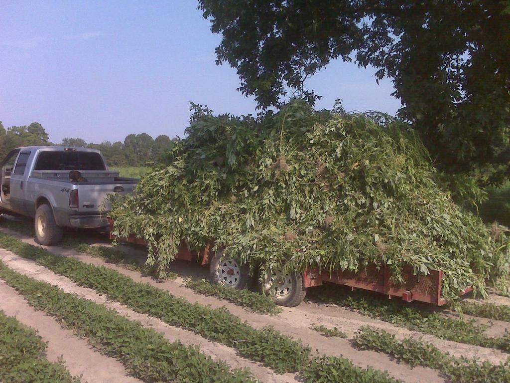 2004: 17% of growers hand-weeded 5% cotton acres at $2.40/A Photo by A.C.
