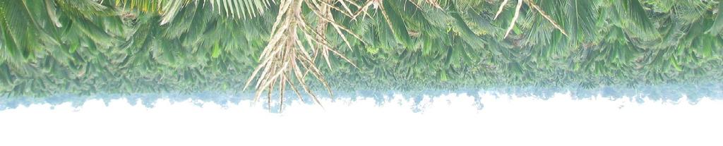 The sago palm fields in