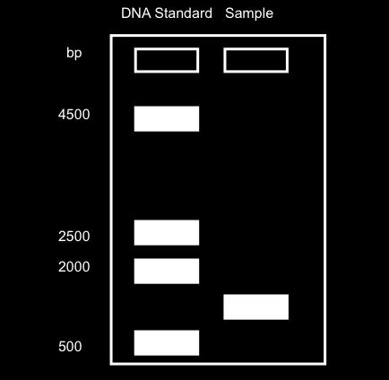 6. The illustration below shows the results of running a DNA size standard through gel electrophoresis. What is the mean for DNA size in this sample? ANSWER KEY 1. A 2. B 3. C 4. C 5. C 6. D 7. A 8.