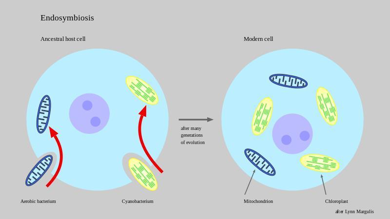 15. What is the process illustrated below in Figure 1? Figure 1 a. Endocytosis b. Endosymbiosis c. Exocytosis d. Phagocytosis Source: http://commons.wikimedia.org/wiki/file:endosymbiosis.svg 16.