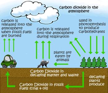MARINE CARBON CYCLE Diffusion between atmosphere and ocean Carbon dioxide dissolved in ocean water Combustion of fossil fuels