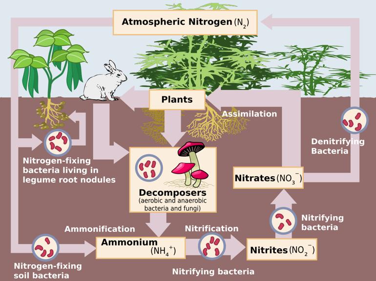 NITROGEN CYCLE Nitrogen is another common element found in living things. It is needed to form both proteins and nucleic acids such as DNA.