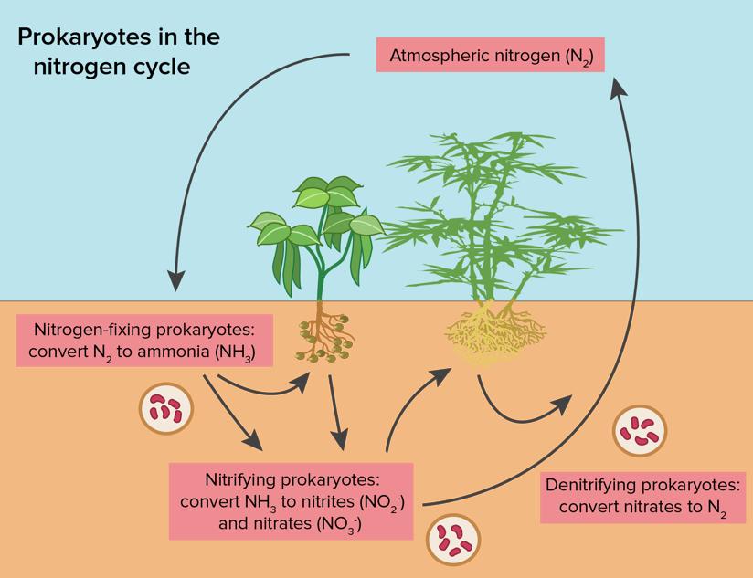 In the nitrogen cycle, nitrogen flows back and forth between the atmosphere and living things. Several different prokaryotes (another name for bacteria) play an important role in this cycle.