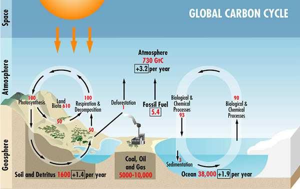 Carbon Cycle (C) & Oxygen (O) The C Cycle cannot be separated from the O cycle: CO 2 fixation Organic substance oxidation CO 2 Global transfer of C occurs in the form