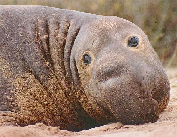 Northern Elephant Seal Bottleneck Effect Reduced to 20 individuals
