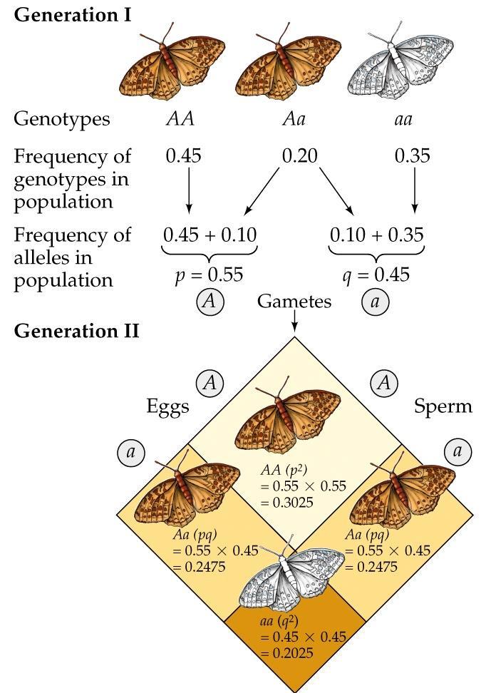 Hardy Weinberg Equilibrium Allele frequencies of nonevolving populations are stable over generations The