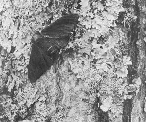 Natural Selection English Peppered Moth (Biston bitularia) In pre-industrial England; birches had