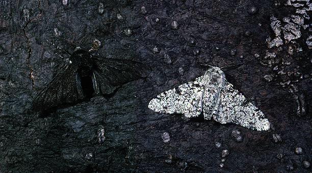 In industrial England; birch bark was coated with soot (lichens died) Black moths predominated