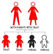 Sickle Cell Advantage (SS) individuals have Sickle cells anemia and serious health