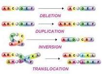 Mutations Mutations are changes in genetic information The occur spontaneously at a very low rate Usually result from a slight error in DNA