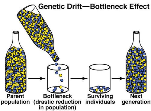 Genetic Drift due to Bottleneck Populations Drastic reduction in populations