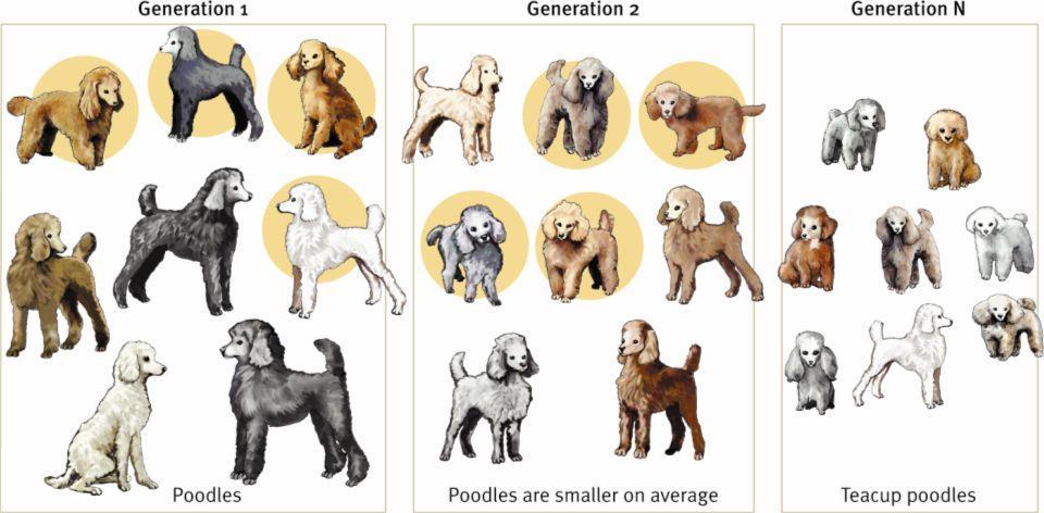 Artificial Selection Involves Breeders who select only plants and animals with desired traits for breading This process allows breeders to manipulate animal populations over generations Natural