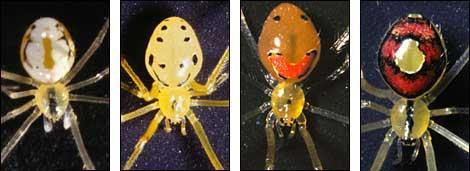 Speciation these happy face spiders look different, but since they can interbreed, they are