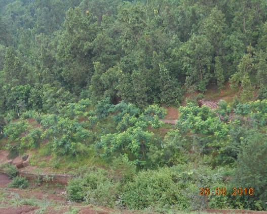 As far as plantation over an area of 225.308 Ha is concern, it will be carried out at the end of the mines life and the same will be carried out in consultation with the local DFO/Agriculture dept.