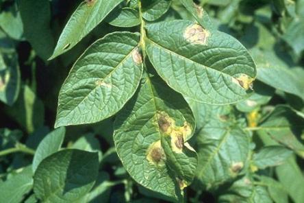 advised to apply fungicides for potato crops