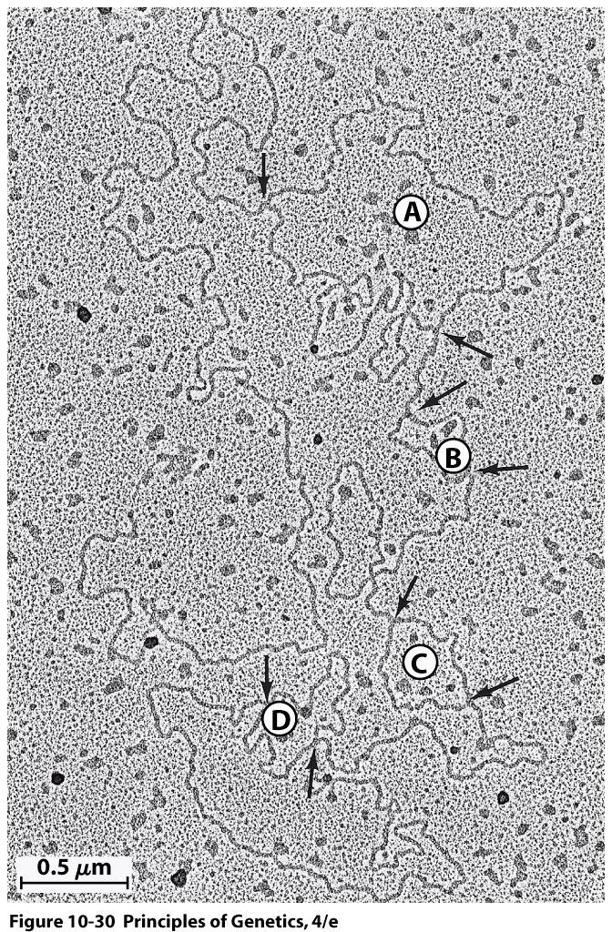 Electron micrograph of a DNA molecule in D. melanogaster showing multiple sites of replication.