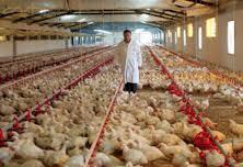 chicks, fodder, water, electricity, oil/coal, wood shavings (for underlay), vaccine, pesticides, antibiotics, labor Processor