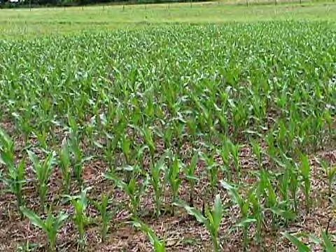 No-Till corn in winter-killed cowpea without N
